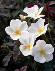 Green Promise Farms close-up of white petals showing texture and healthy bloom detail
