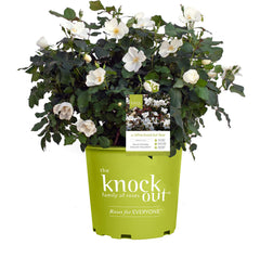Green Promise Farms front view of white Rosa Knock Out showing bloom and foliage benefit curb appeal