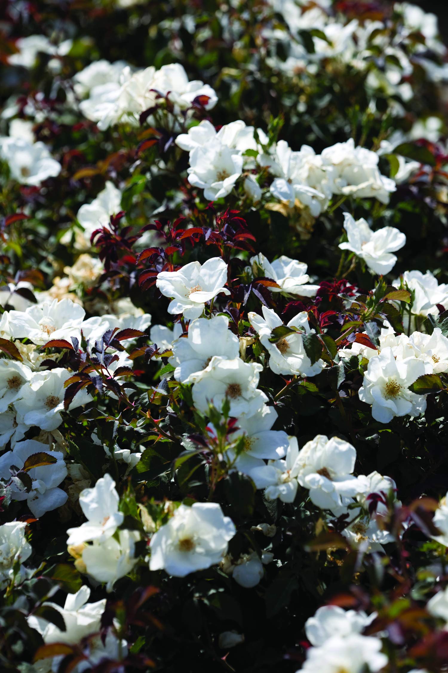 Green Promise Farms white Rosa Knock Out planted in a garden container demonstrating easy placement