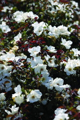 Green Promise Farms white Rosa Knock Out planted in a garden container demonstrating easy placement