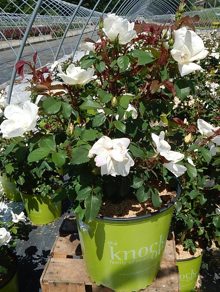 Green Promise Farms size comparison with ruler showing mature height and planting scale benefit
