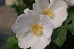 Green Promise Farms close-up of single white Rosa rugosa 'Alba' flower highlighting scent and petal detail