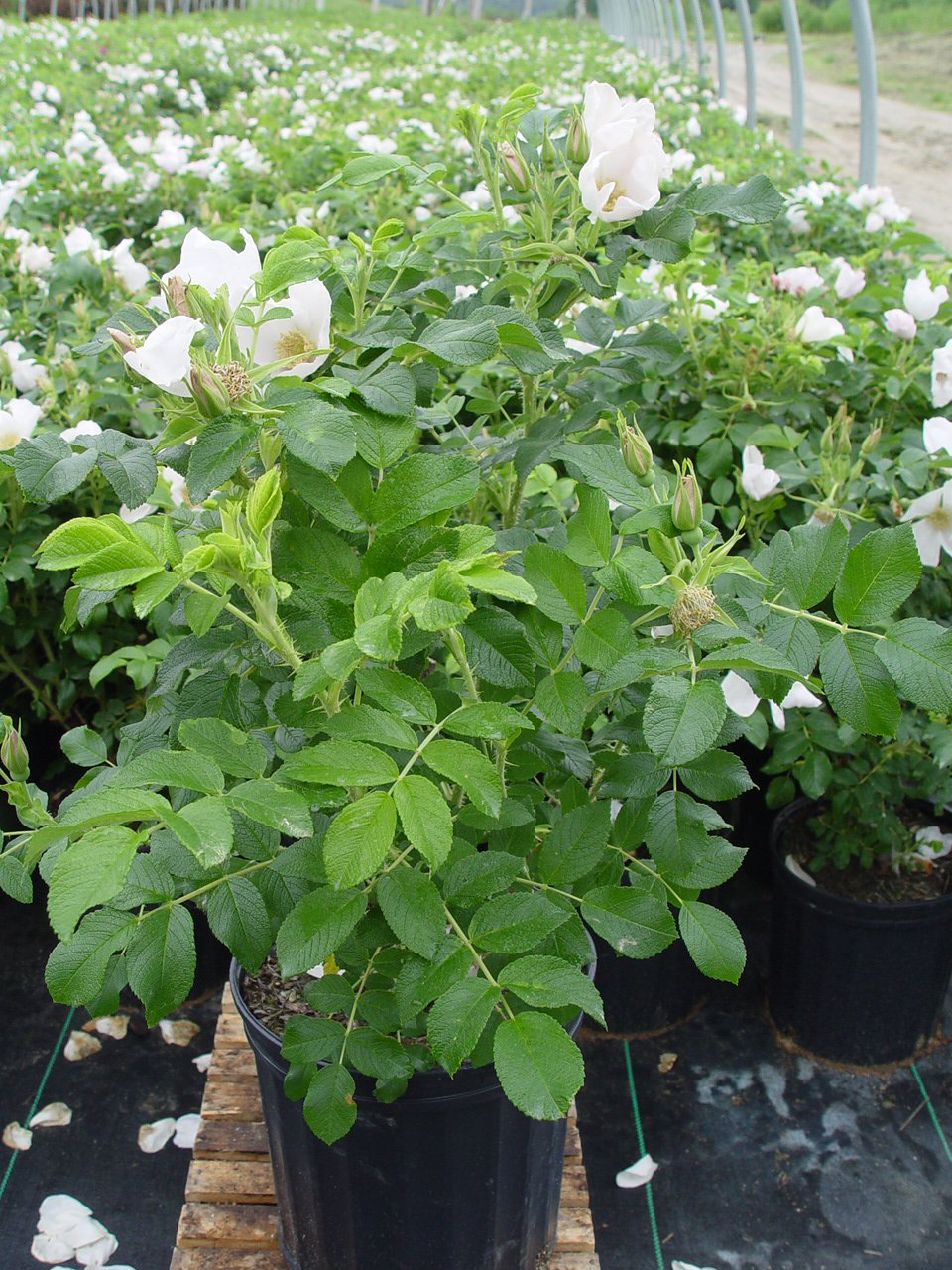 Green Promise Farms Rosa rugosa 'Alba' foliage texture image showing tough leaves and disease resistance