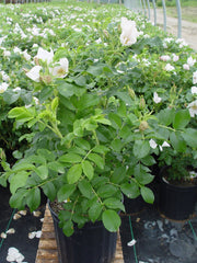 Green Promise Farms Rosa rugosa 'Alba' foliage texture image showing tough leaves and disease resistance