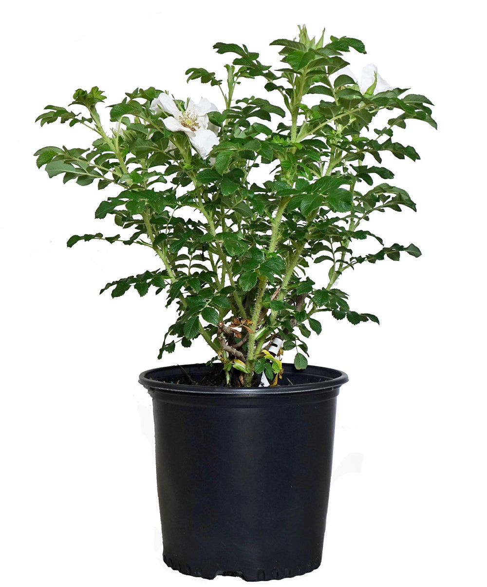 Green Promise Farms Rosa rugosa 'Alba' front view showing full shrub and white blooms for easy planting
