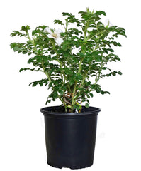 Green Promise Farms Rosa rugosa 'Alba' front view showing full shrub and white blooms for easy planting