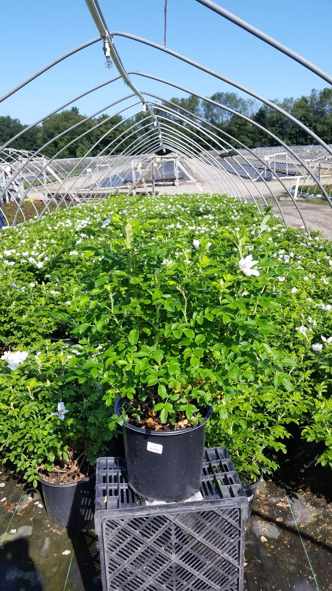 Green Promise Farms Rosa rugosa 'Alba' #3 container size comparison with hand showing planting scale