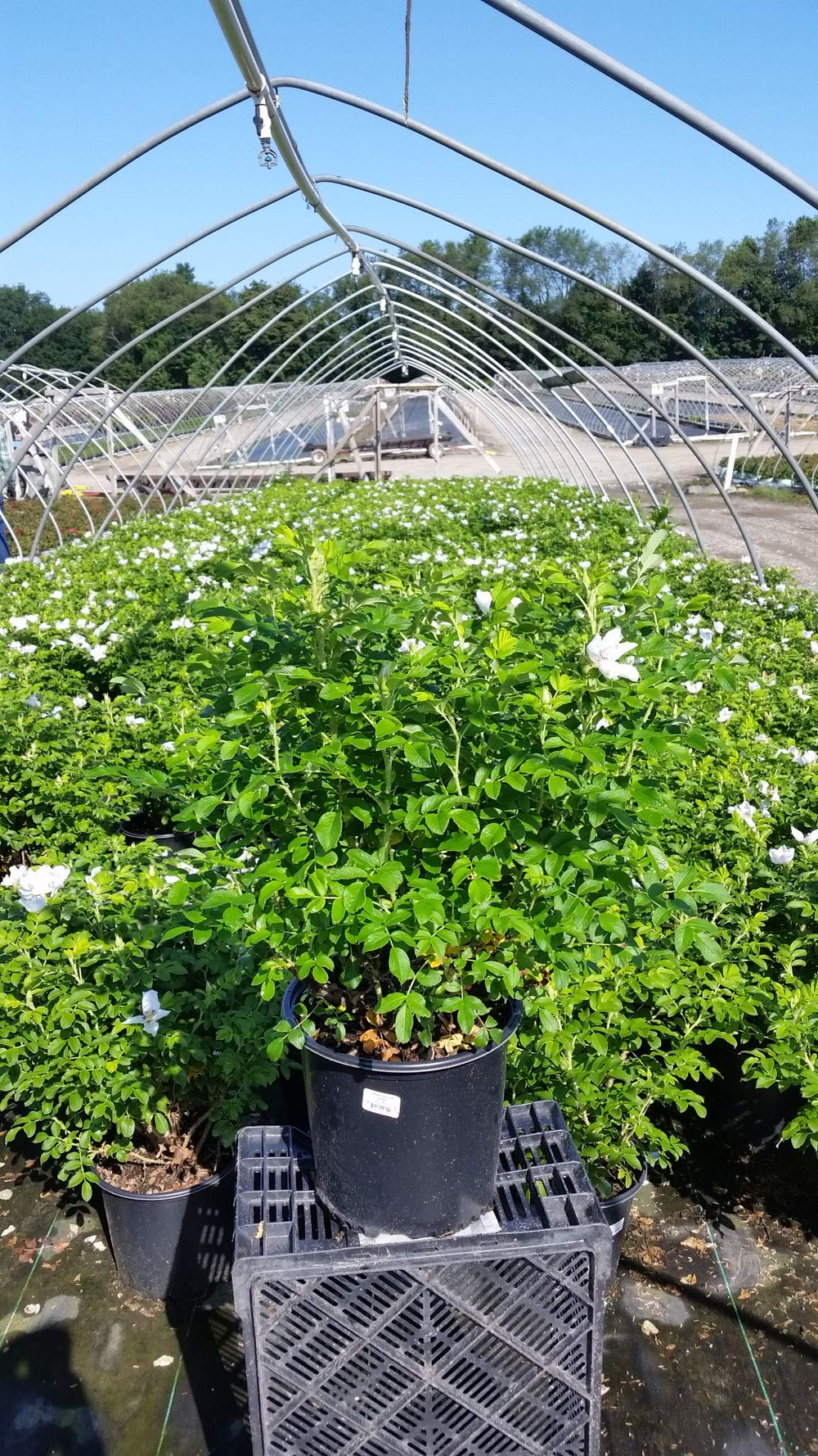 Green Promise Farms Rosa rugosa 'Alba' #3 container size comparison with hand showing planting scale