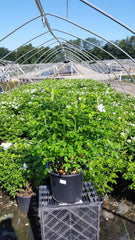 Green Promise Farms Rosa rugosa 'Alba' #3 container size comparison with hand showing planting scale