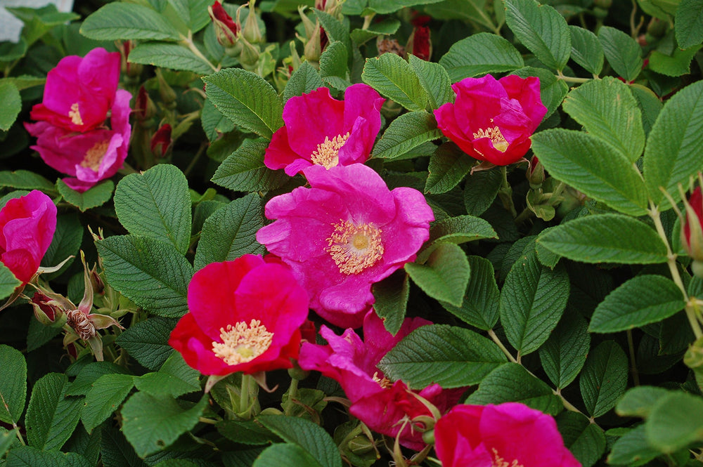 Green Promise Farms Rosa rugosa close-up of pink bloom highlighting flower detail