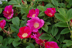 Green Promise Farms Rosa rugosa close-up of pink bloom highlighting flower detail