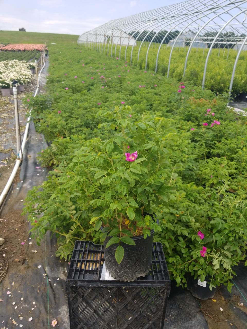 Green Promise Farms Rosa rugosa planted in coastal setting demonstrating salt tolerance