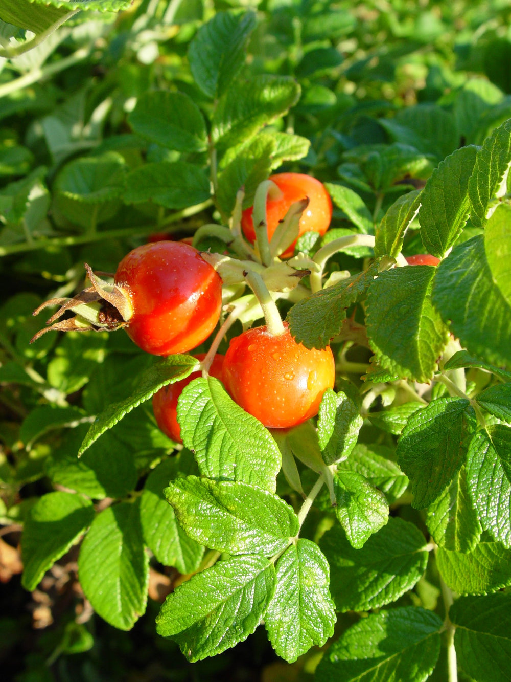 Green Promise Farms Rosa rugosa in #2 container showing scale and planting readiness