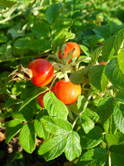 Green Promise Farms Rosa rugosa in #2 container showing scale and planting readiness