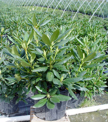 Green Promise Farms close-up of lavender-pink flower buds showing texture and early-season interest