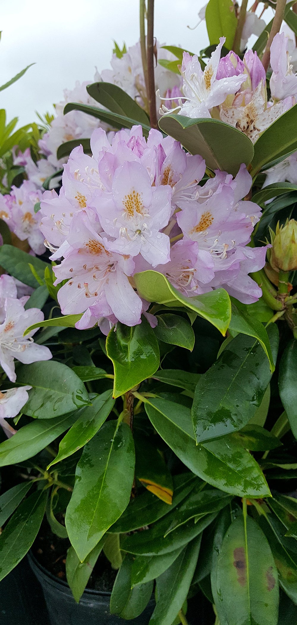 Green Promise Farms 'Roseum Elegans' planted in shaded garden bed showing structure and seasonal color