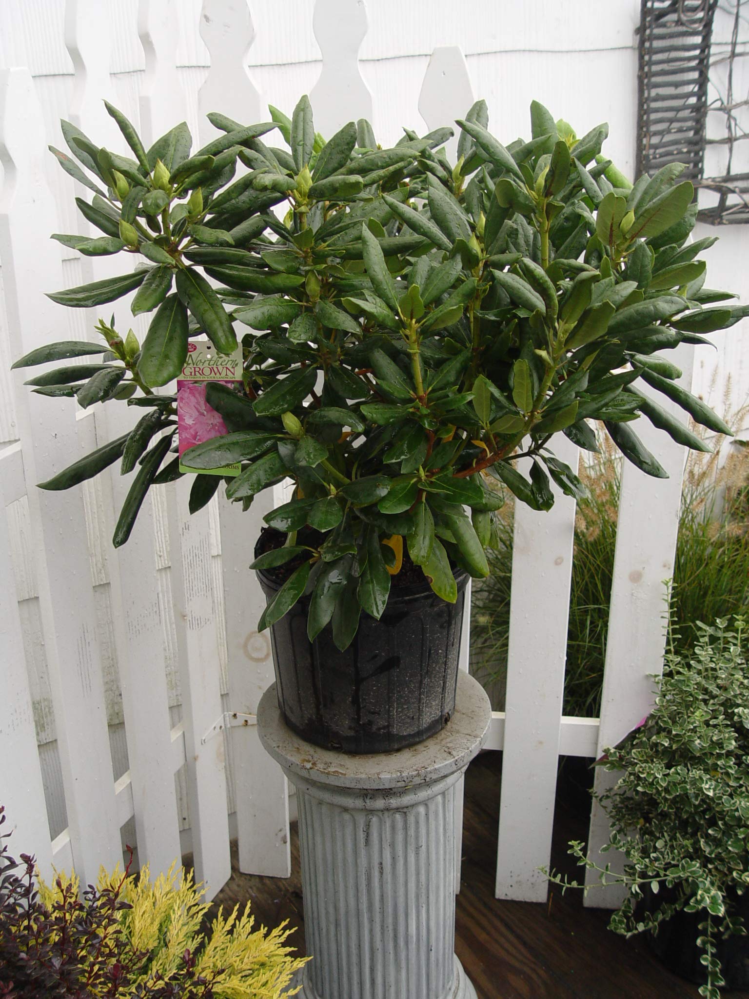 Green Promise Farms rhododendron next to yard stake showing size scale and mature landscape potential