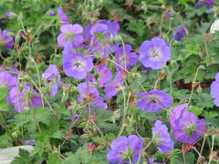 Green Promise Farms Rozanne planted in container illustrating mature size and curb appeal