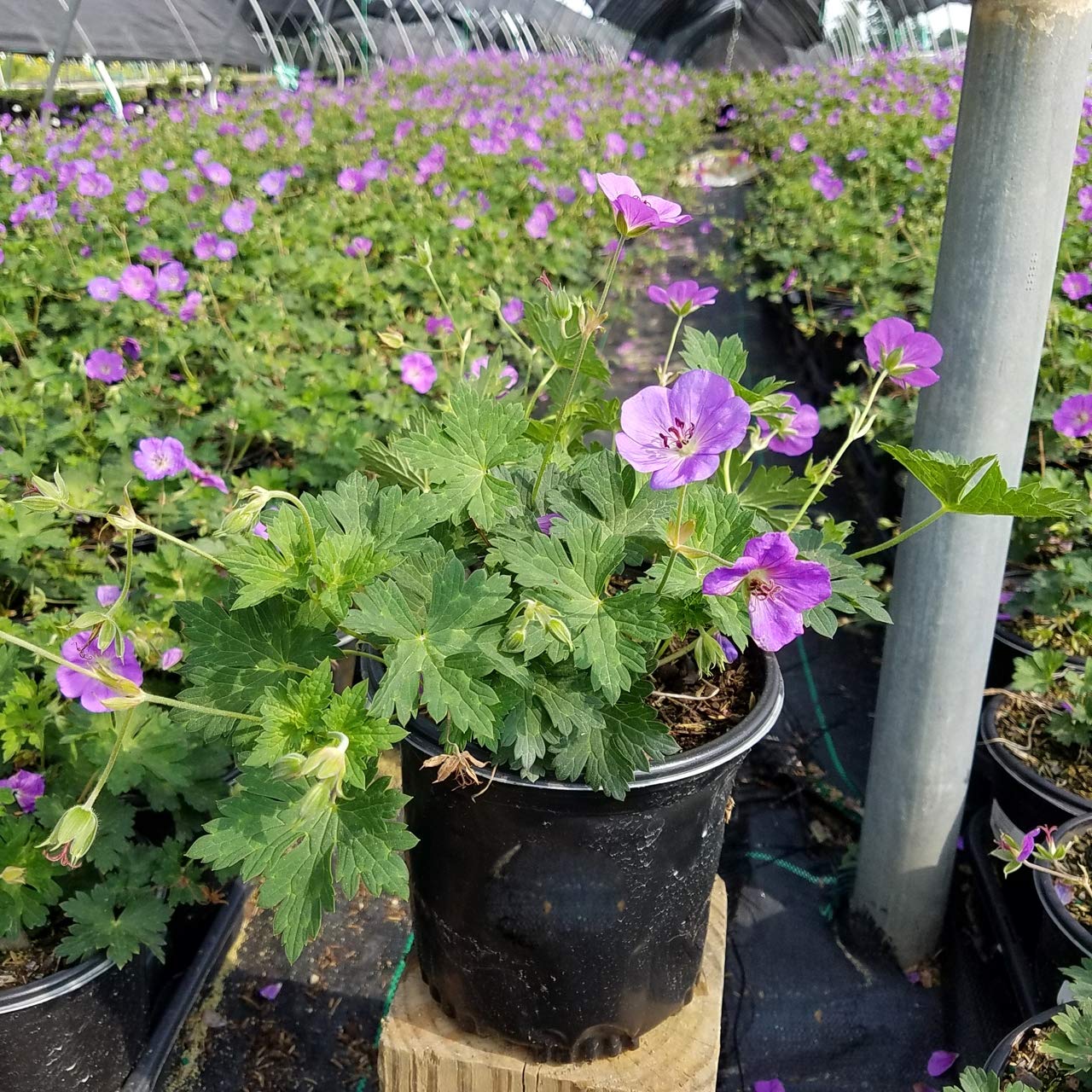 Green Promise Farms Rozanne close-up of violet-blue flower highlighting petal texture