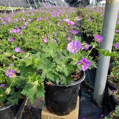 Green Promise Farms Rozanne close-up of violet-blue flower highlighting petal texture
