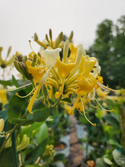Green Promise Farms Scentsation honeysuckle front view showing vibrant yellow blooms and healthy foliage