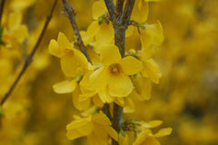 Green Promise Farms Show Off Forsythia close-up of golden yellow flowers for fast spring color