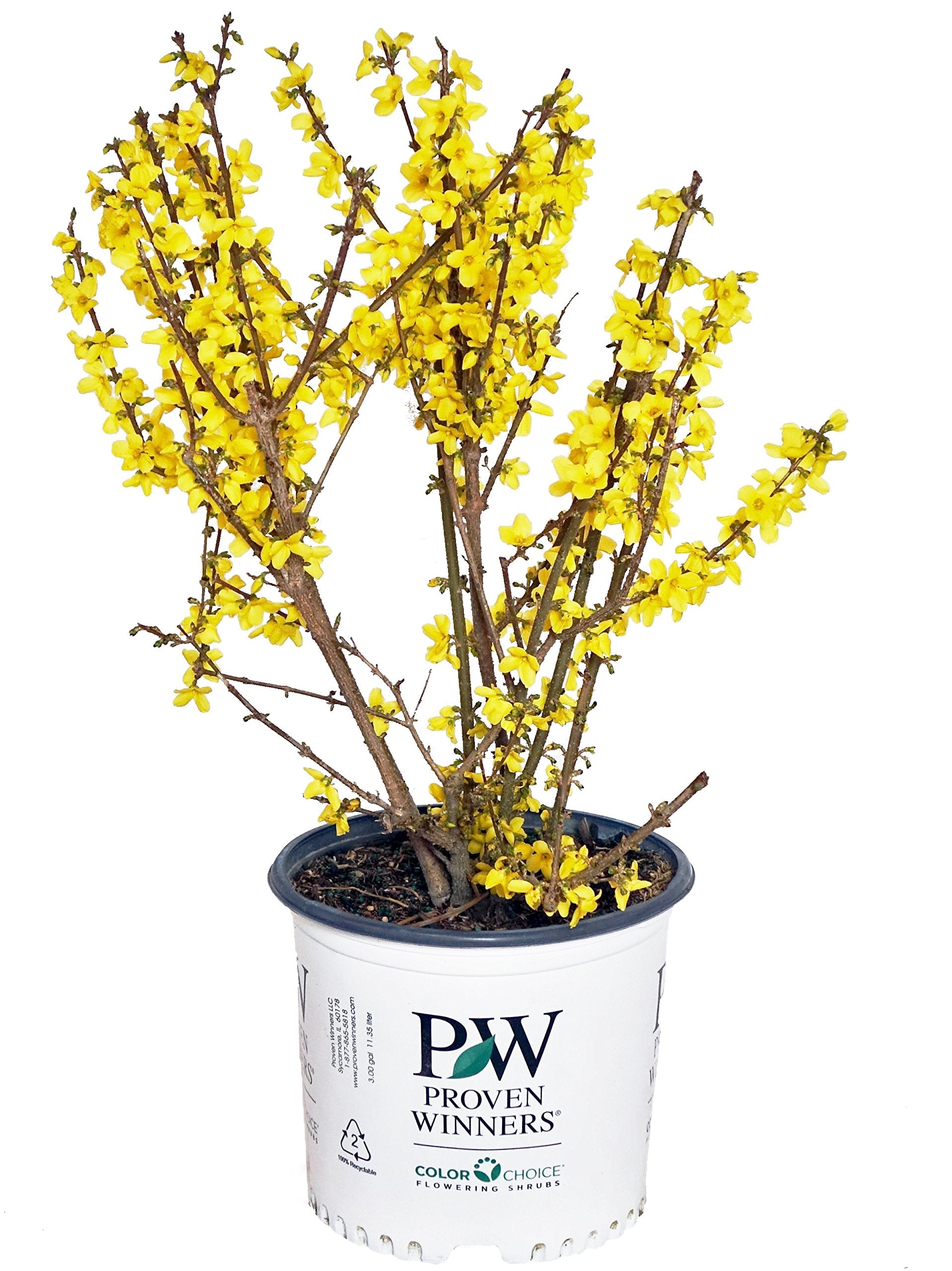 Green Promise Farms Show Off Forsythia front view showing bright spring blooms and compact habit