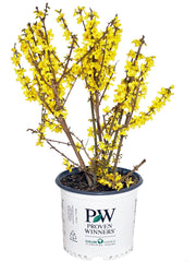 Green Promise Farms Show Off Forsythia front view showing bright spring blooms and compact habit