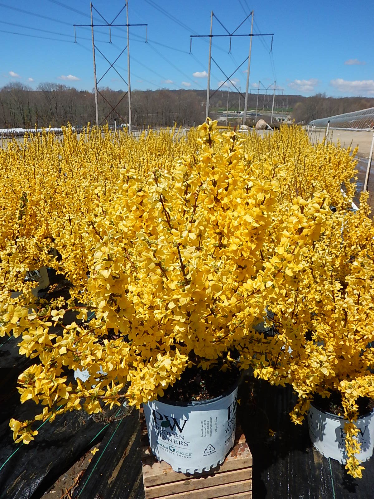 Green Promise Farms Show Off Forsythia planted in garden bed demonstrating tidy rounded form