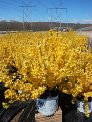 Green Promise Farms Show Off Forsythia planted in garden bed demonstrating tidy rounded form