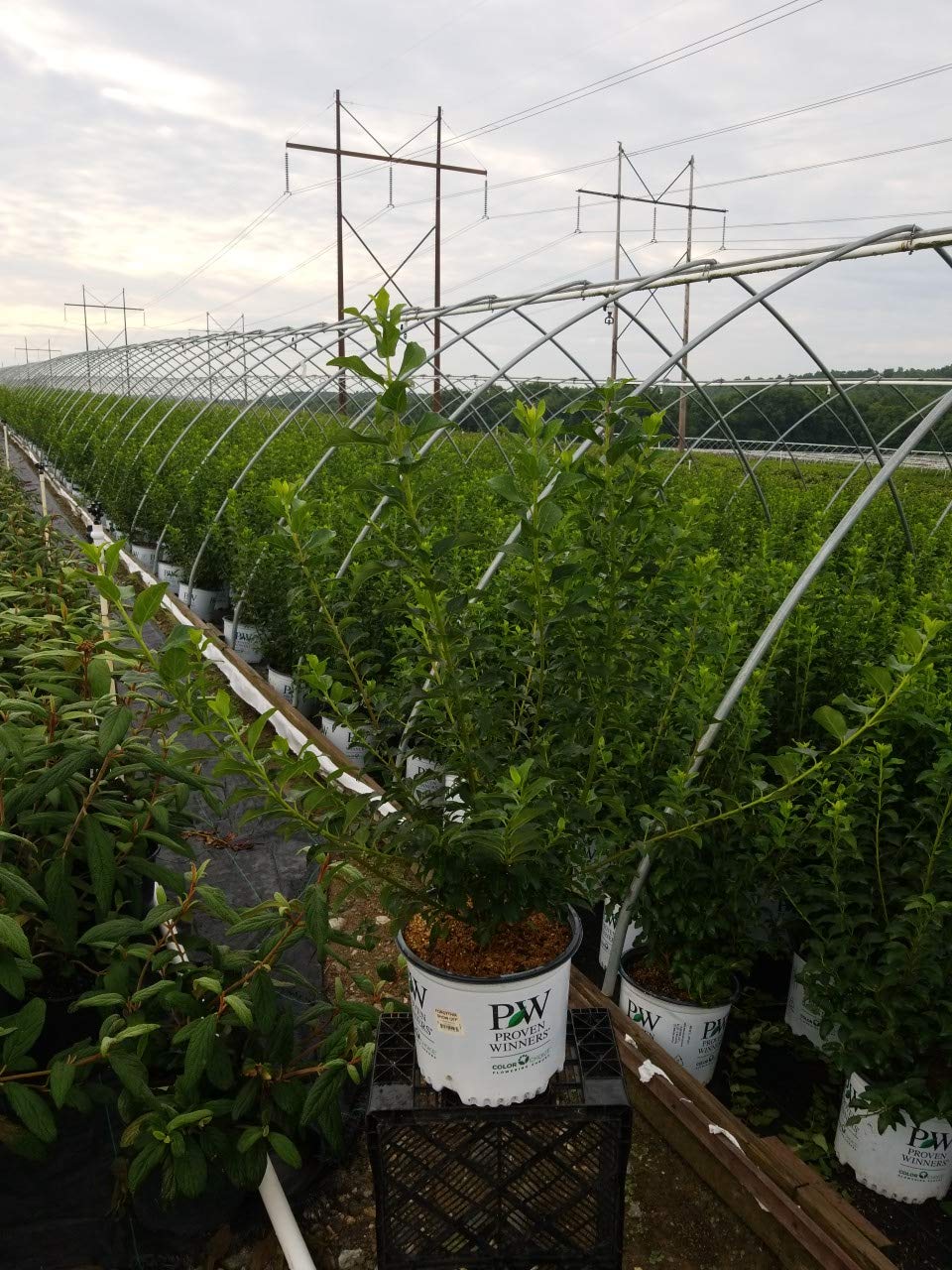 Green Promise Farms Show Off Forsythia nursery label and care tag with planting instructions
