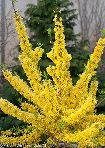 Green Promise Farms Show Off Forsythia 3-gallon pot and healthy rooted ball ready to plant