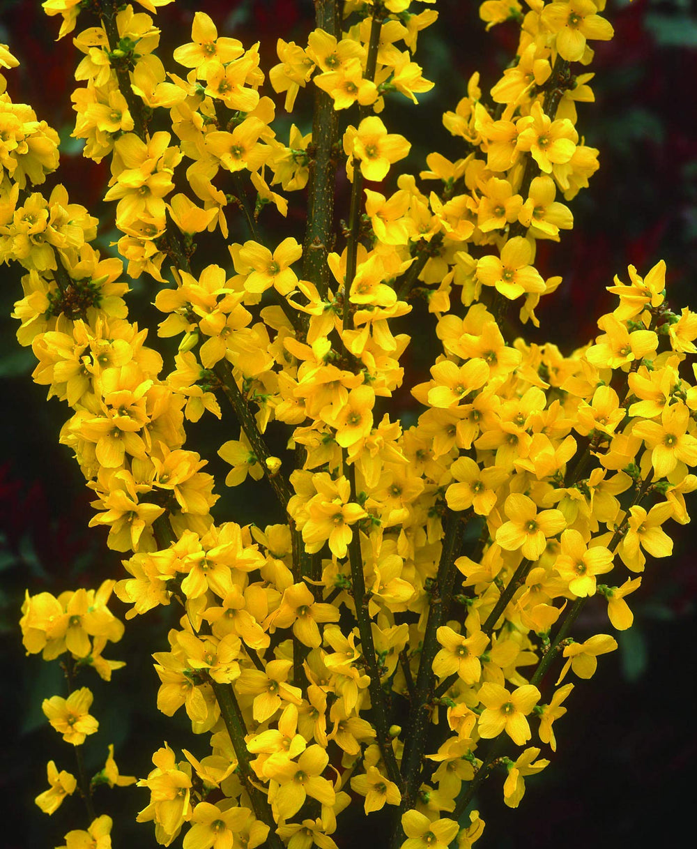 Green Promise Farms Show Off Forsythia next to a ruler for size comparison and spacing guidance