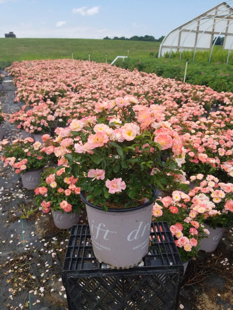 Green Promise Farms Peach Drift rose beside a hand for scale showing compact size