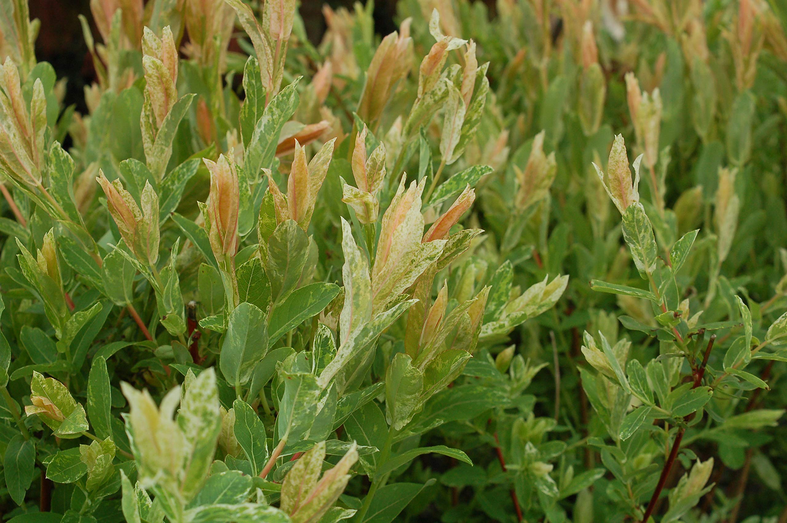 Green Promise Farms detailed branch view showing variegation and leaf texture