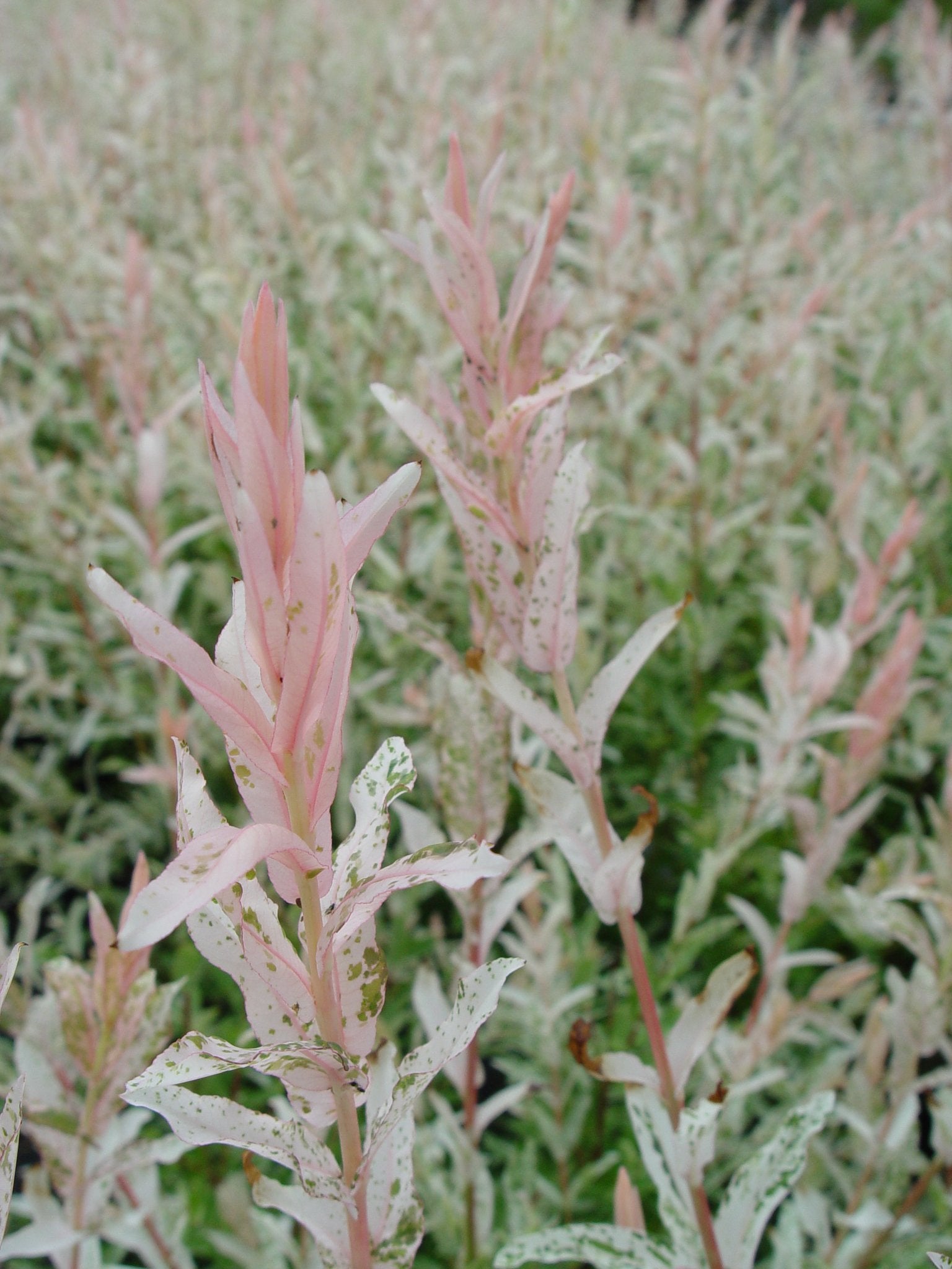 Green Promise Farms Hakuro Nishiki planted near patio adding seasonal color and texture