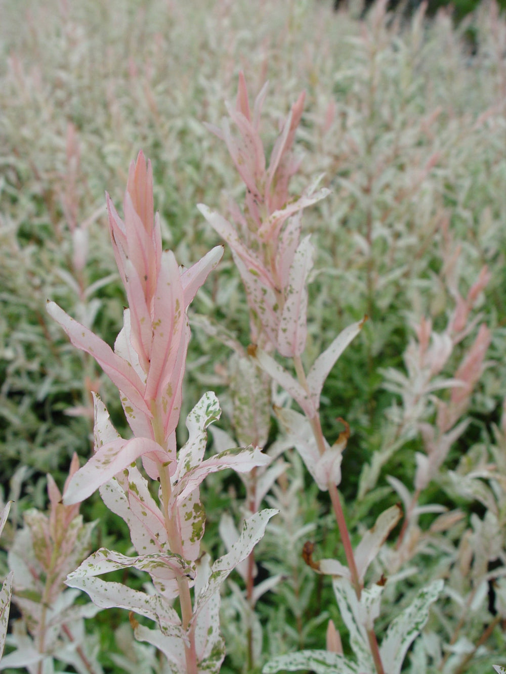 Green Promise Farms Hakuro Nishiki planted near patio adding seasonal color and texture
