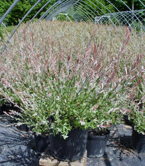 Green Promise Farms plant in #3 container ready to plant with visible healthy root ball