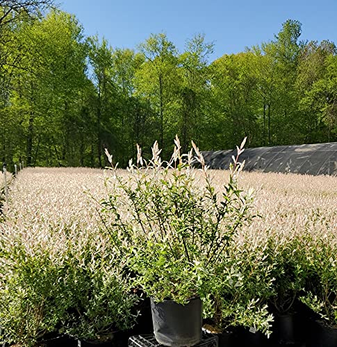 Green Promise Farms shrub beside a person for scale demonstrating mature size