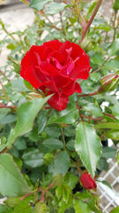 Green Promise Farms Rosa Red Drift close-up of double red flowers for vivid color