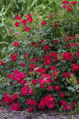 Green Promise Farms Rosa Red Drift planted in a patio container illustrating suitability