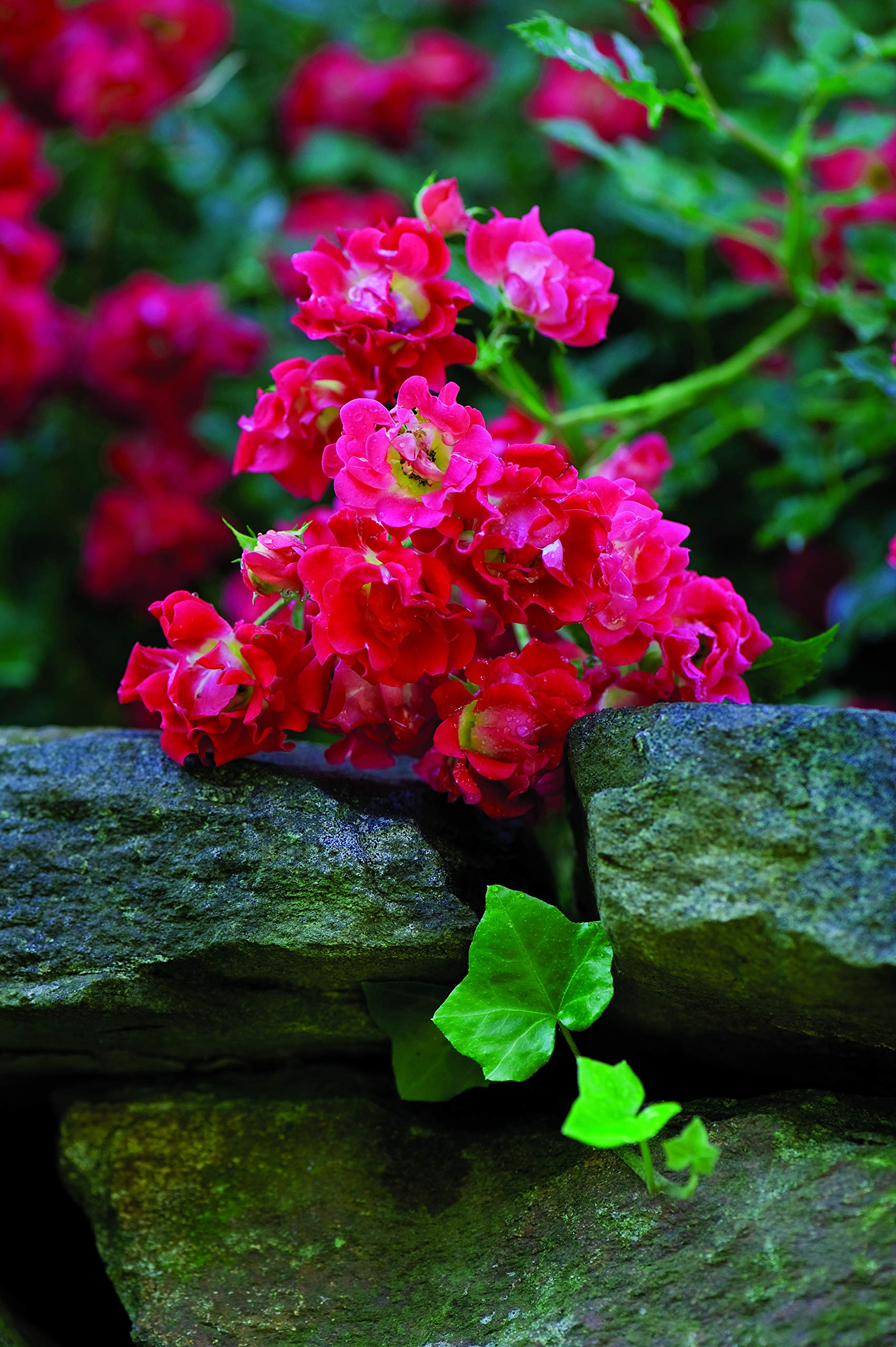 Green Promise Farms Rosa Red Drift foliage and stem detail highlighting healthy growth