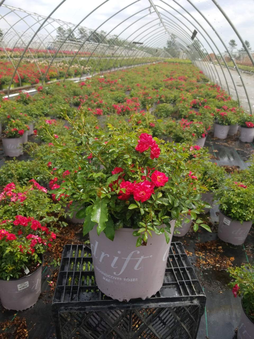 Green Promise Farms Rosa Red Drift carefully packaged to ensure safe delivery