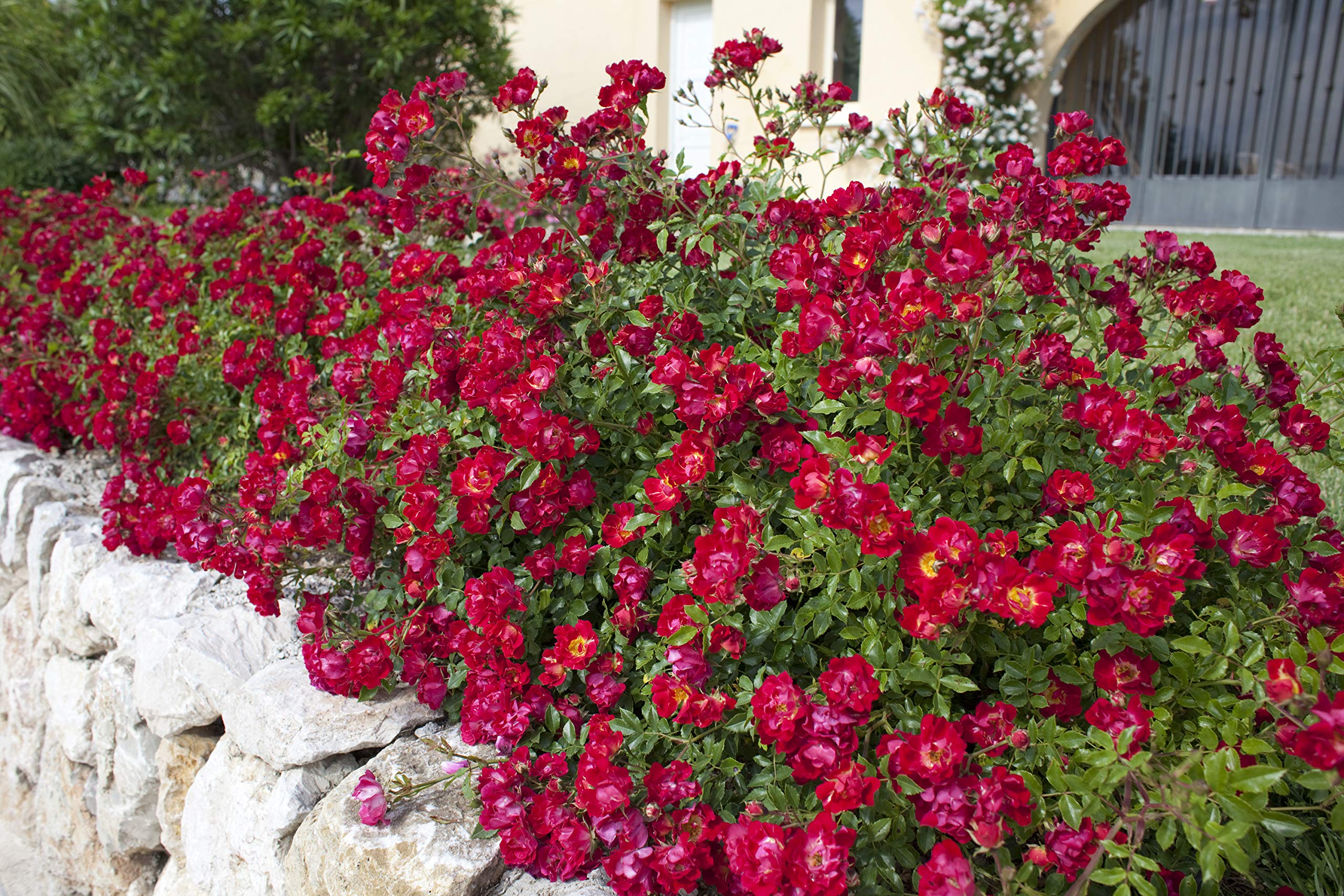 Green Promise Farms Rosa Red Drift next to a ruler showing mature height and spread