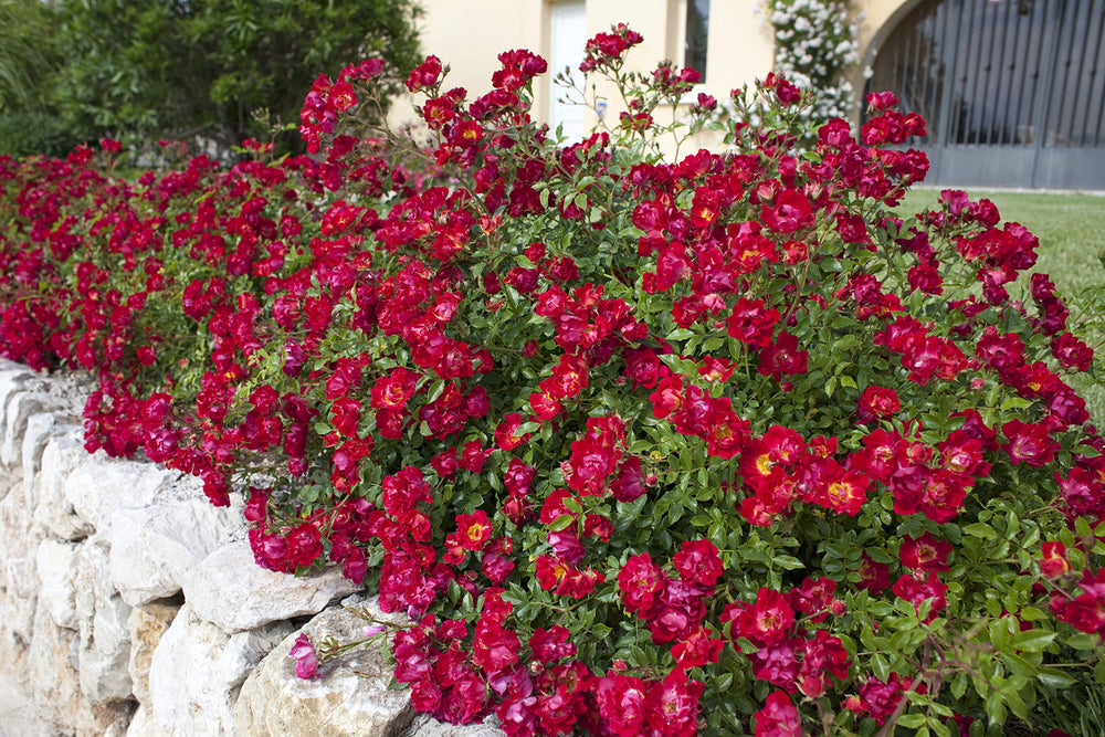 Green Promise Farms Rosa Red Drift next to a ruler showing mature height and spread