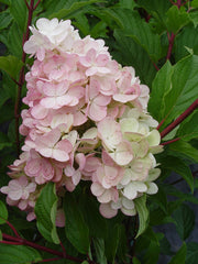 Green Promise Farms Vanilla Strawberry close-up of cone-shaped panicle displaying color transition