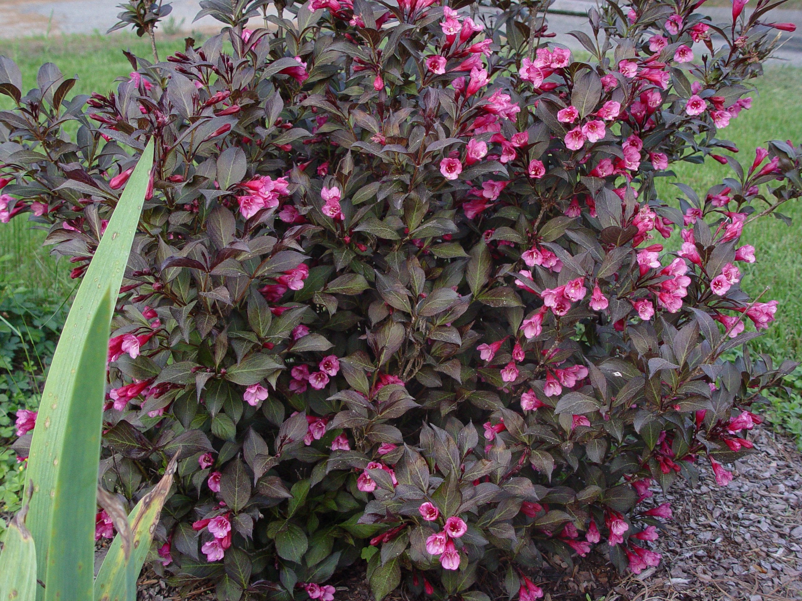 Green Promise Farms cluster of reddish-pink flowers showing pollinator appeal