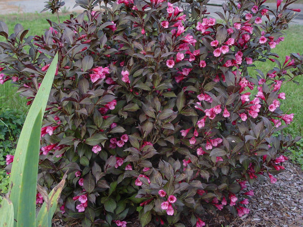 Green Promise Farms cluster of reddish-pink flowers showing pollinator appeal