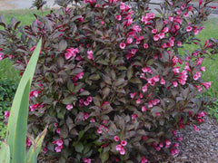 Green Promise Farms cluster of reddish-pink flowers showing pollinator appeal