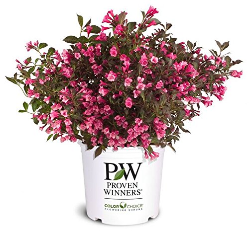 Green Promise Farms closeup of burgundy foliage highlighting vivid seasonal color